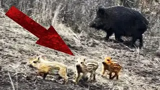 ПОТОМСТВО ВЕПРЯ