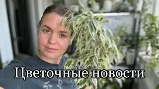 Цветочные новости | фикусы | сентябрь