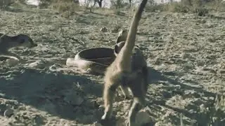 Сражение кобры с бандой сурикатов попало на видео