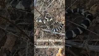 California King Snake, I found while hiking last night 