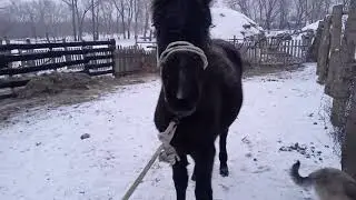 қара тайды үйретіп қойдық