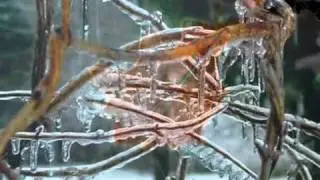 Radka Toneff   Winter Poem