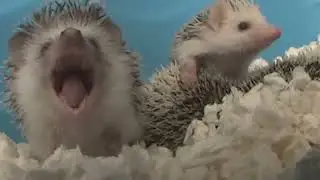 Hedgehog Scream