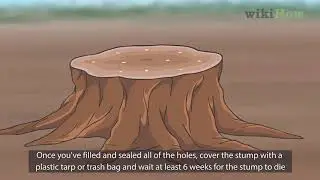 How to Kill a Tree Stump