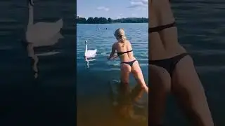 На пляже лебедь хочет укусить девушку за бикини