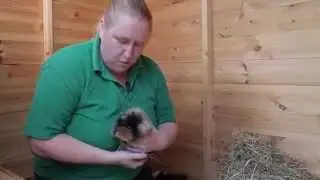 Behaviour & Handling:  How to catch a Guinea Pig