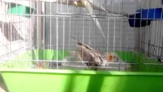 Къпане