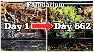 DIY Paludarium How To Update