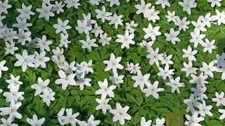 Blomster i Bygholm Park