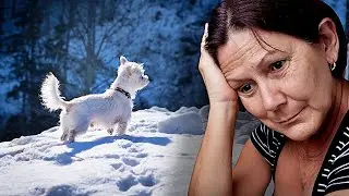 Умершая собака явилась безутешной хозяйке во сне – сказала, что скоро вернётся, но ее нужно найти...