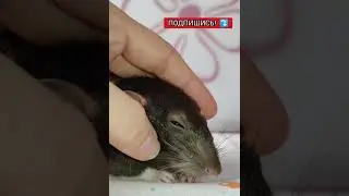 Крысиная преданность или крыса доверила свой сон #shorts