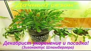 Декабрист укоренение и посадка!