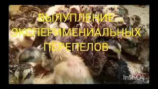 ВЫЛУПЛЕНИЕ ЭКСПЕРИМЕНТАЛЬНЫХ ПЕРЕПЕЛОВ.