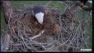Bielik amerykański SFEC Florida - Poranek w gnieździe 🦉🐀 & 🦅🦅😊