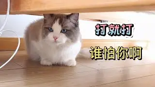貓咪打起架來，炸毛了攔都攔不住，非要爭輸贏？【小布偶福多多duoduo】
