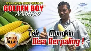 BISI Sahabat Petani: Si Manis GOLDEN BOY, Tak Mungkin Bisa Berpaling !