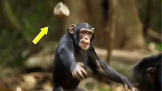Why Do Chimpanzee Monkey Throws Poop