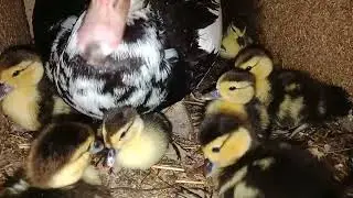 Утятам уже несколько дней