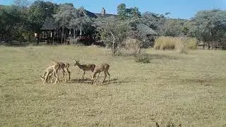 IMPALAS AT METSI LODGE, WELGEVONDEN GAME RESERVE