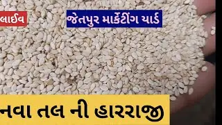 નવા તલ ની હારરાજી લાઈવ જેતપુર માર્કેટીંગ યાર્ડ તા 17.05.2023 / Live nava tal ni harraji Jetpur Yad