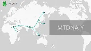 MTDNA Y - DNAGENICS