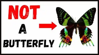 What happens if you MAGNIFY a Madagascan Sunset Moth?