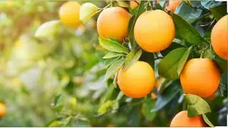 BEST ORANGE JUICE || harvest & processing