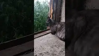 Испугалась#видео#shorts
