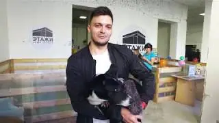 Фестиваль бездомных животных 