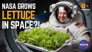 NASA Grows Lettuce in Space – The MIND-BLOWING Results!
