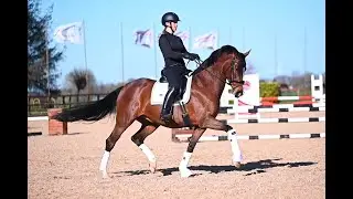 CAISSON’S KASA SILVA dressage horse for sale