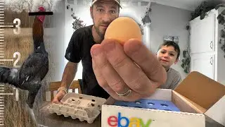 Incubando los pollos MÁS ALTOS en eBay