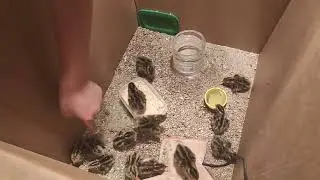 Balaca bildirçinlər