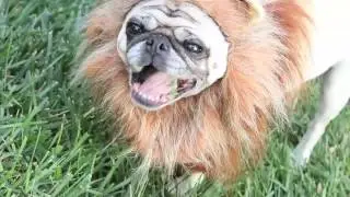 Смешные видео про мопсов pug videos funny