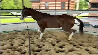 Mavruz Shael started