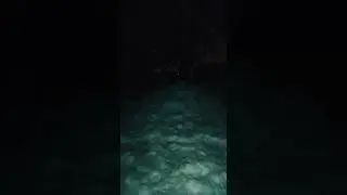 нашествие Чупакабры  #labrador #ночной кошмар