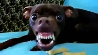 Вот это оскал! Жуть!!!
