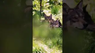 Wild wolves in the forest cross paths