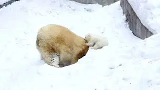 Polar Bears | Ice Bears | Bears - Wild Animals