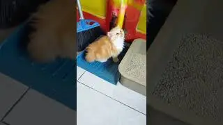 AjakvMain Kitten Kucing Imut
