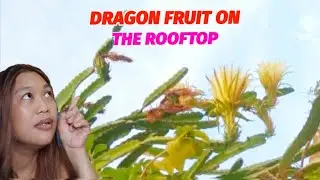 DRAGON FRUIT ON THE ROOFTOP #bianesfamily