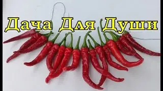 ОСТРЫЙ ПЕРЕЦ: особенности выращивания,  как различить рассаду от СЛАДКОГО