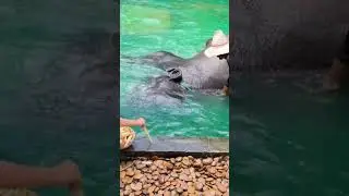 Я уже начала переживать за слона 