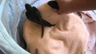 Стрижик Хмелька
