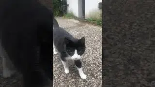 Henry the cat in Hamburg, Germany