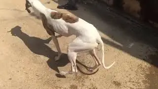 Gutto o cão Whippet, sacodindo em Câmera Lenta, Slow Motion 20 -08- 2019 parte 2