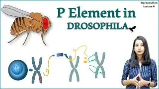 P Element in Drosophila II Hybrid Dysgenesis in Drosophila I Transposons