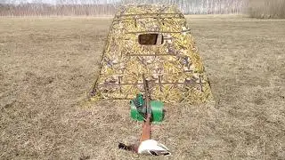 Весна. На селезня с подсадной. 2021 год.