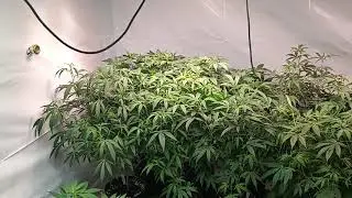 Veg Plants Before Transplanting  & Flipping To Flower