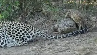 Mating tortoises interrupt a hunting leopard